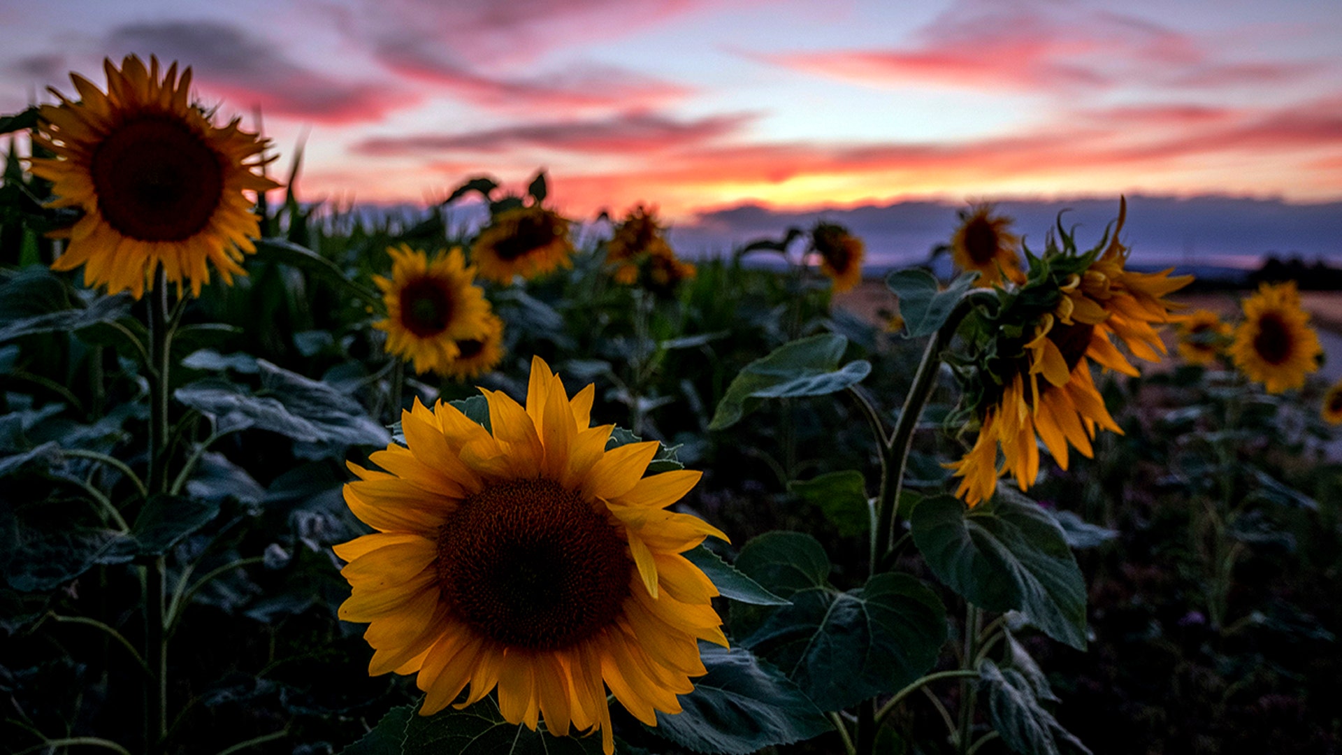 Sunflowers stand in a field in Frankfurt, Germany, July 20, 2020.
