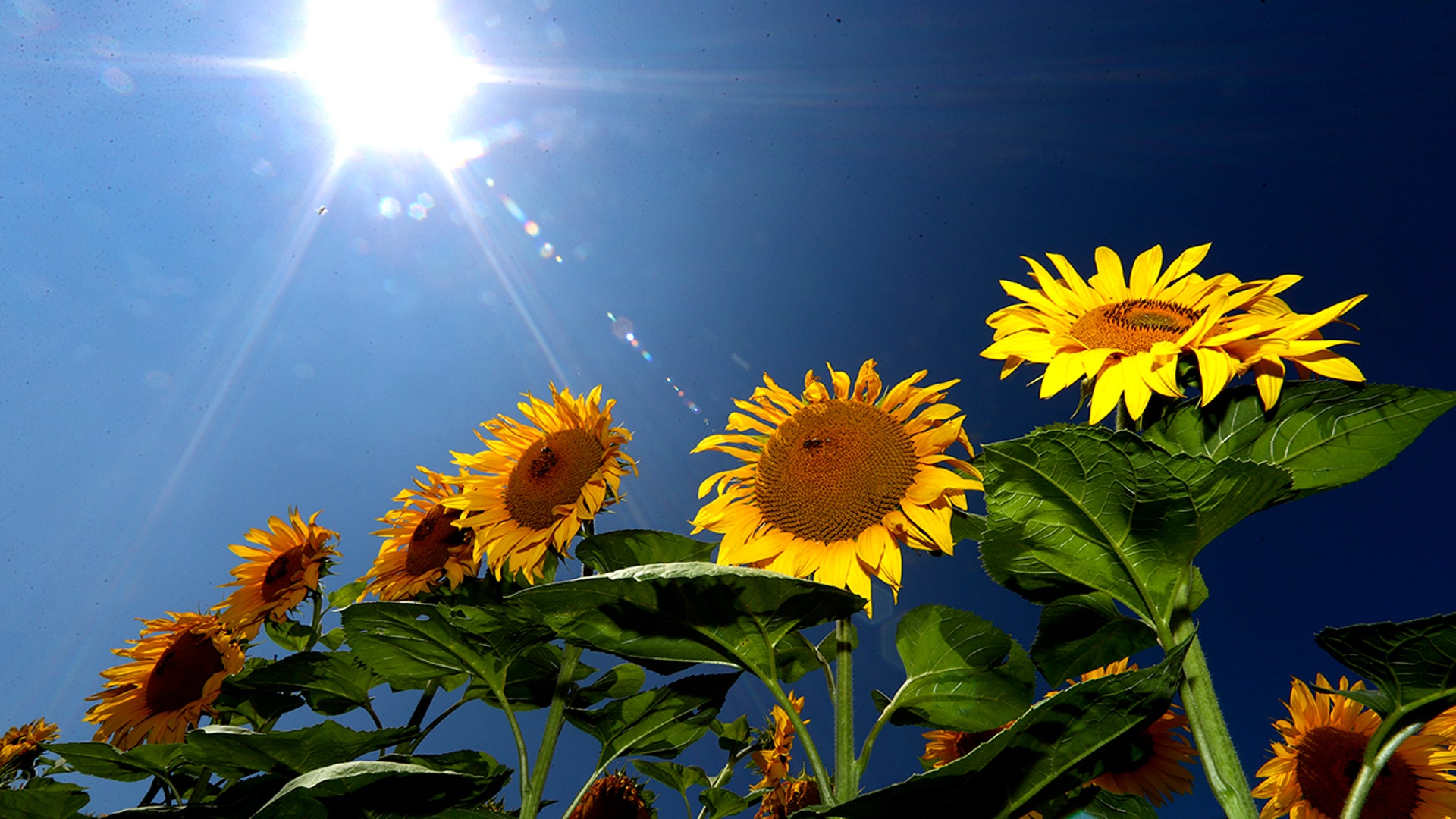 Sunflowers grow in a field near Mamming, Germany, July 28, 2020.