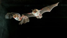 Bats offer COVID-19 treatment clues, scientists say