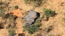 Mystery of Botswana's mass elephant die-off may be solved