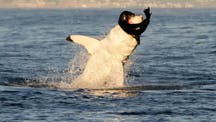 WARNING GRAPHIC IMAGE: Great white shark spotted breaching water to feed on seal pup