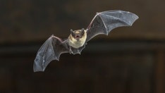 Nebraska zoo urges nearly 200 guests to get rabies shot after wild bat exposure