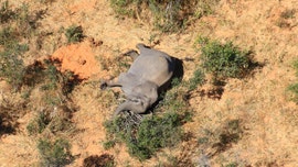 'Catastrophic' elephant deaths mystery: Hundreds have dropped dead in Botswana, and no one knows why