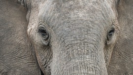 'Catastrophic' elephant deaths mystery: Hundreds have dropped dead in Botswana, and no one knows why