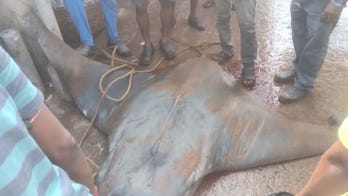 Fishermen reel in manta ray weighing nearly 1,800 pounds