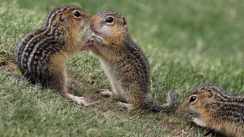Chipmunks, fattened up on acorns, are driving people nuts