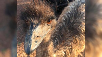 'Something from outer space': Emu on the loose startles suburban NJ residents