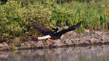 Red-winged blackbird photographed hitching ride on bald eagle’s back