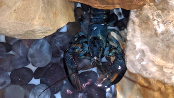 Rare blue lobster discovered at Red Lobster gets new home at Akron Zoo