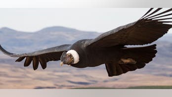 Andean condors can fly more than 100 miles without flapping their wings once, researchers reveal