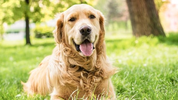 Dog names revealed: American Kennel Club announces the top canine names in 2022