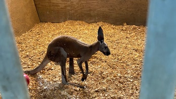 Florida police perplexed after finding kangaroo roaming streets: 'We didn't really believe it'