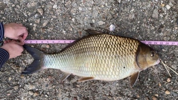 Michigan fish smash 2 state angling records