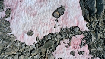 Why has pink snow appeared in the Alps?