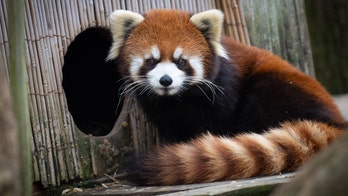 Columbus Zoo: Red panda 'with a long, fluffy striped tail' has vanished