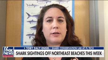 Expert: What to do if you spot a shark while swimming