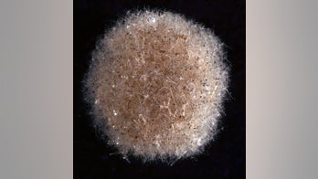 Strange new species discovered in Pacific Ocean 'abyss'