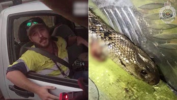 Australia man fends off venomous snake with knife, seatbelt while driving on highway, police say