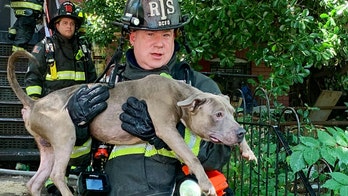 DC firefighters rescue 6 dogs from burning home, revive 1 in sweltering heat