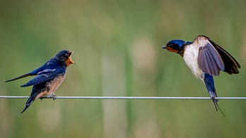Photographer takes incredible images of bird feeding its young as it hovers in mid-air