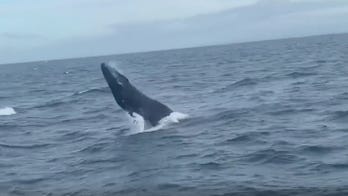 Humpback whale shocks fisherman after jumping out of the water several feet away from the boat