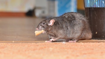 NYC restaurant customers bothered by rats while dining outside: report