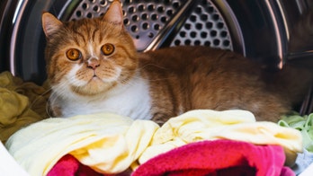 Cat survives 12 hot minutes in active washing machine