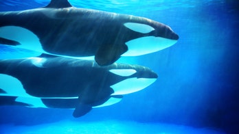 Orca 'attacks' leave scientists baffled, call reports 'highly unusual'