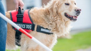 America's VetDogs offer free service dogs to our military and first responder heroes