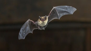 Nebraska zoo urges nearly 200 guests to get rabies shot after wild bat exposure
