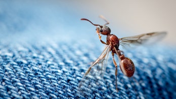 Swarm of flying ants appeared on UK weather radar like rain clouds