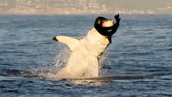 WARNING GRAPHIC IMAGE: Great white shark spotted breaching water to feed on seal pup
