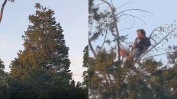 Man takes social distancing to new heights by picnicking at tree top