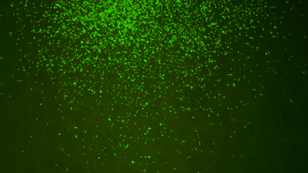 100M-year-old microbes found on seafloor were revived, study says