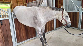 Horse gets stuck after failing to jump stable door