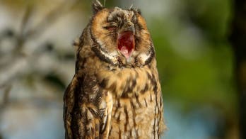 Photographer snaps funny picture of owl yawning