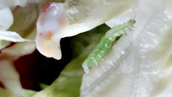 Couple finds live caterpillar in their food, says restaurant worker cursed at them when they complained