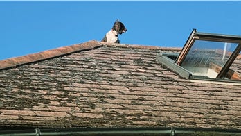 Family shocked to return home to find dog stuck on roof, being rescued by emergency crew