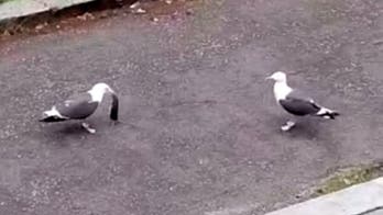 Seagull caught on film swallowing a rat whole, goes viral