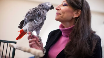 This parrot beat 21 Harvard students in a classic memory game