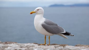 Man bites seagull after it tried to steal his McDonald's food: report