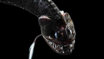 Ultra-black fish discovered in depths of ocean, new study says