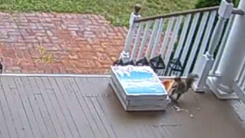 New Jersey squirrel caught stealing pizza after contactless delivery