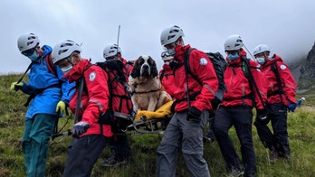 'Massive' St. Bernard rescued from England's highest mountain