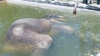 Elephant goes viral after pictures show it using its trunk as a snorkel