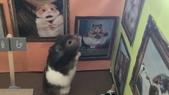 Woman recreates sets from famous movies for her hamster during lockdown