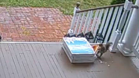 New Jersey squirrel caught stealing pizza after contactless delivery