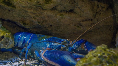 Massachusetts fisherman, 13, catches rare blue lobster: 'I was confused and excited'