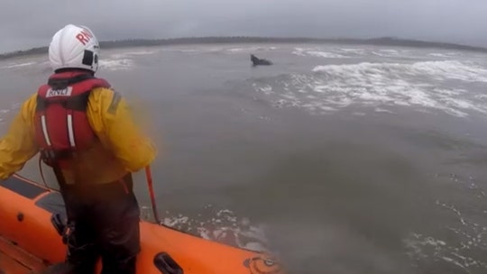 Horse rescued by lifeboat crew in Ireland after bolting out a mile into sea
