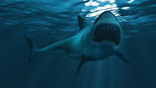 Shark 'grabbed' 10-year-old boy from boat in Tasmania: report